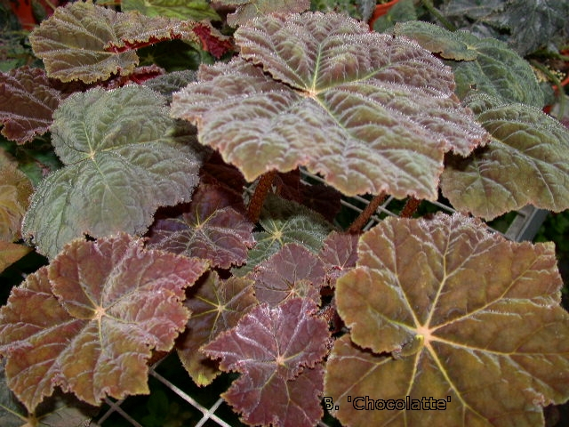 B. ‘Chocolatté’